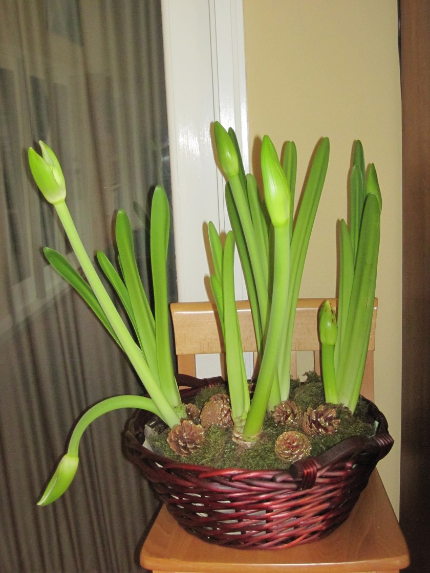 amaryllis pre-bloom