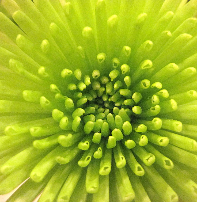 Green button pom (aka Yoko Ono).