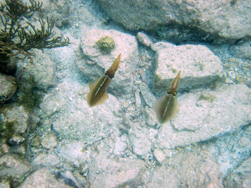 A pair of cuttlefish.