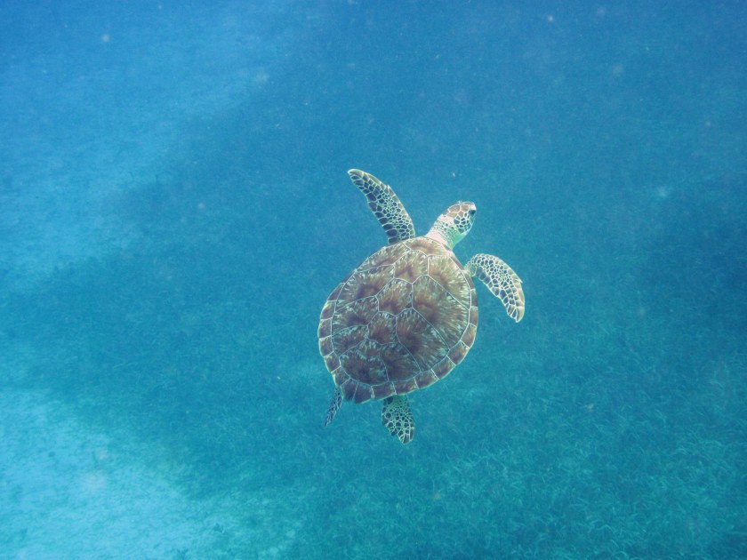 Turtle dude surfacing - 2