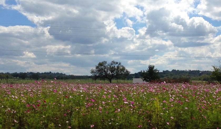 Wildseed Farms are always in bloom.