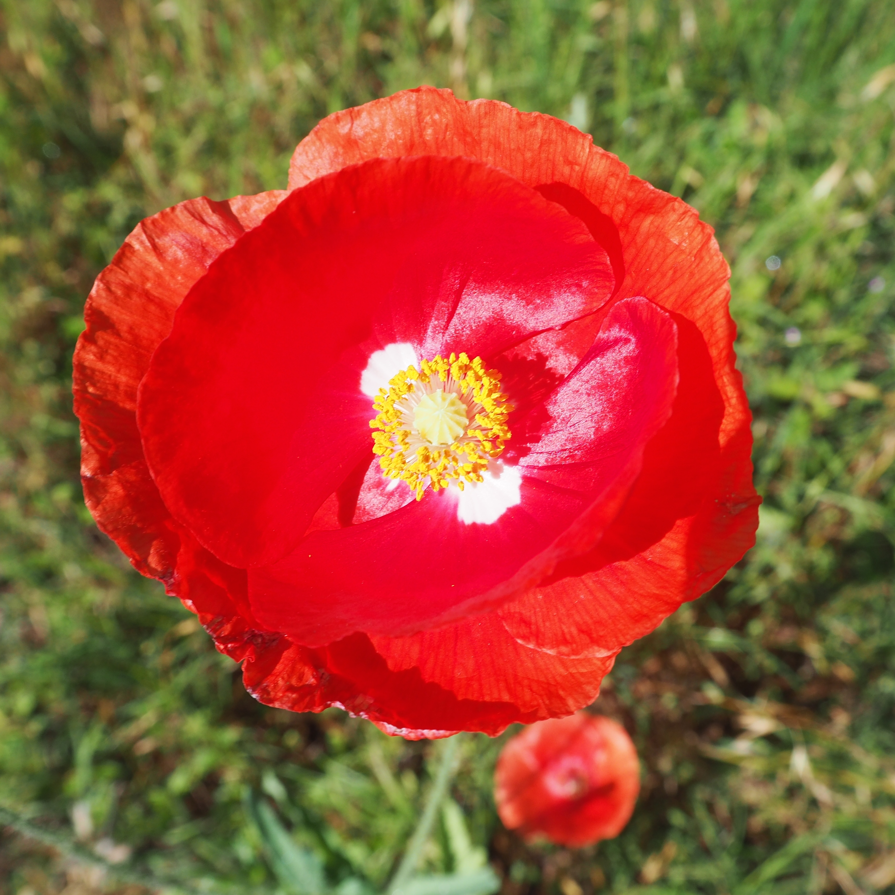 OLYMPUS DIGITAL CAMERA