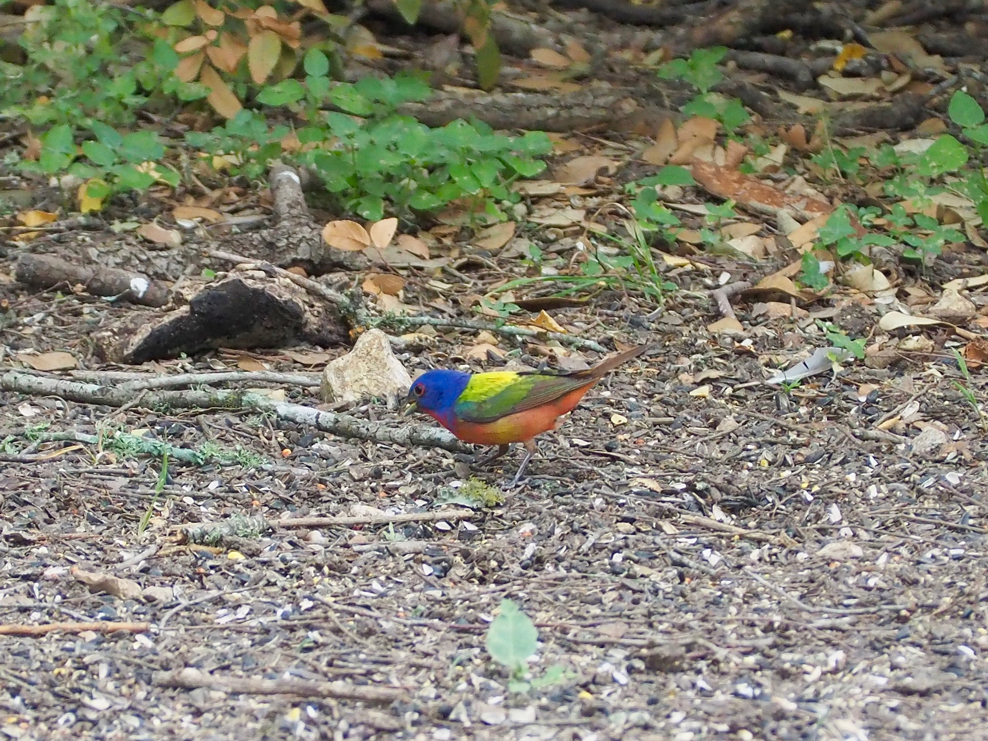 OLYMPUS DIGITAL CAMERA