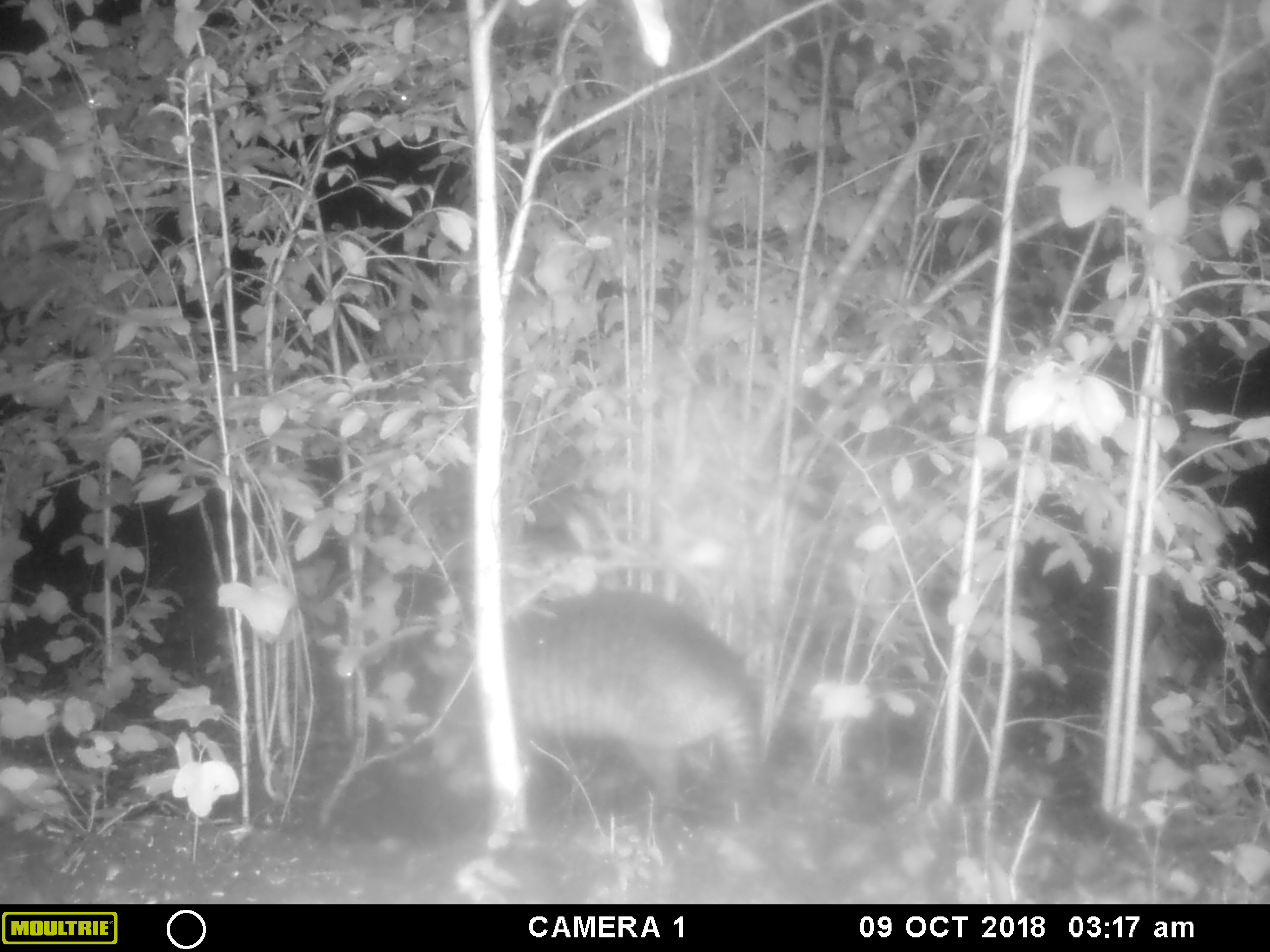 MOULTRIE DIGITAL GAME CAMERA