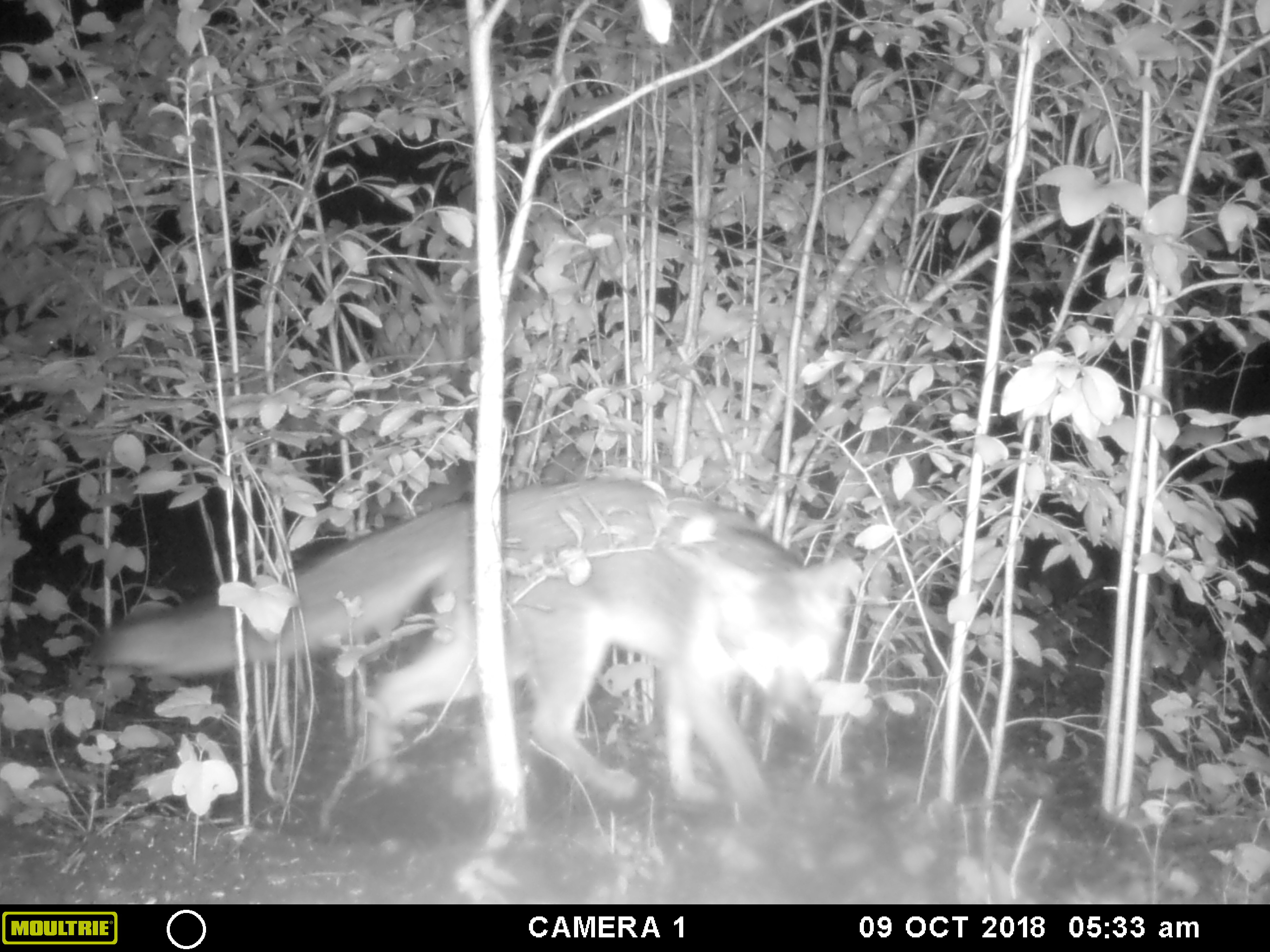 MOULTRIE DIGITAL GAME CAMERA