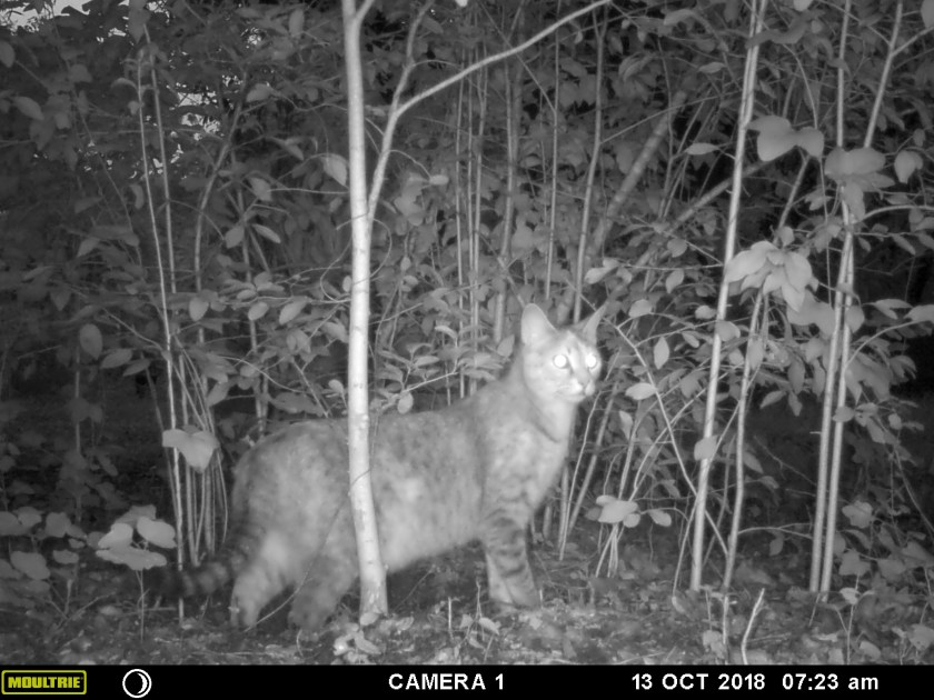 MOULTRIE DIGITAL GAME CAMERA