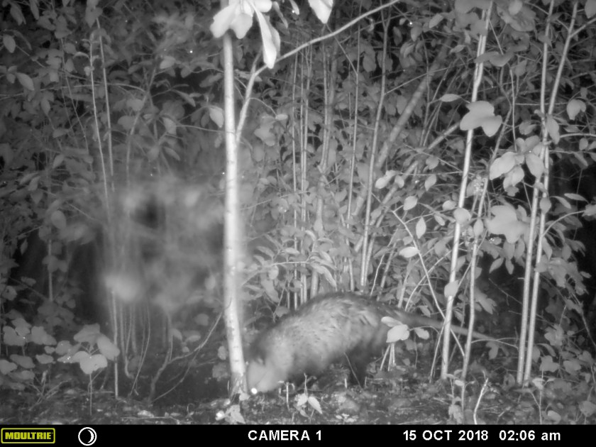 MOULTRIE DIGITAL GAME CAMERA