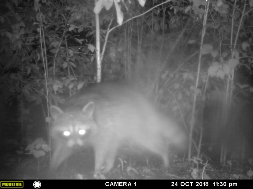 MOULTRIE DIGITAL GAME CAMERA