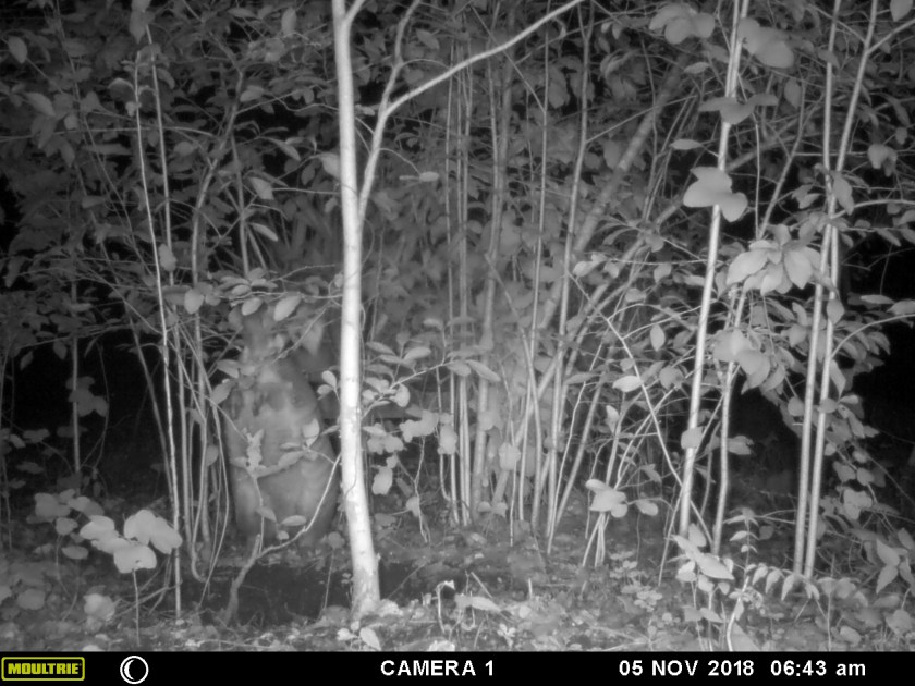 MOULTRIE DIGITAL GAME CAMERA