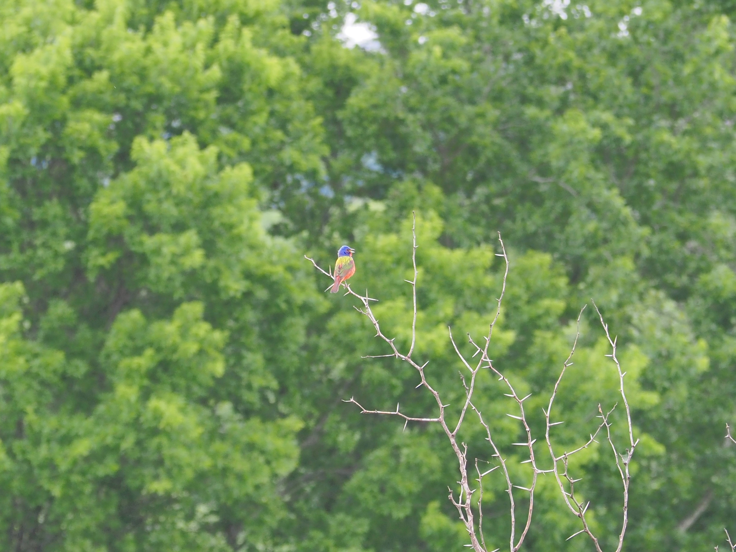 OLYMPUS DIGITAL CAMERA